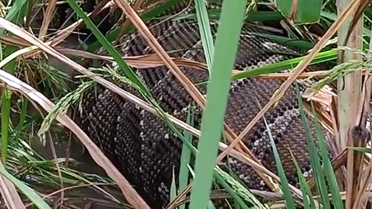 A giant python swallowed a deer baby lakhimpur kheri 