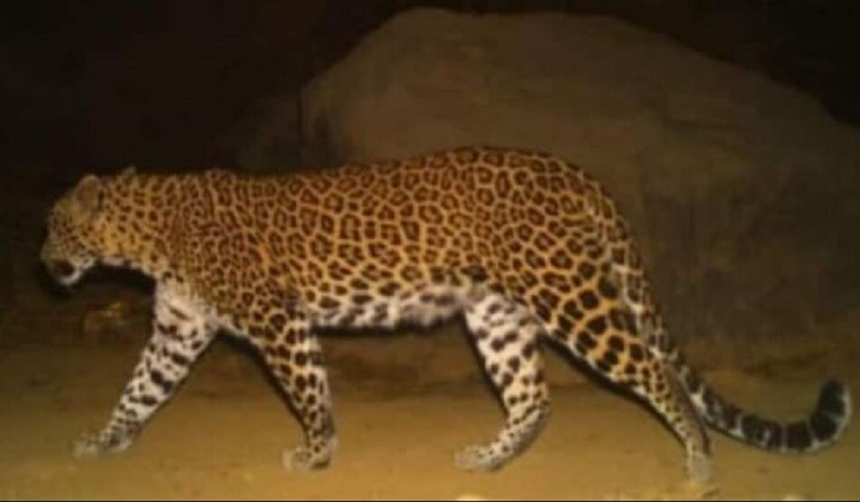 leopard