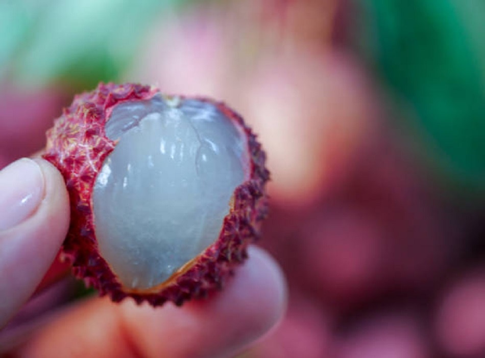 मॉनसून में जरूर खाएं ये 10 फल