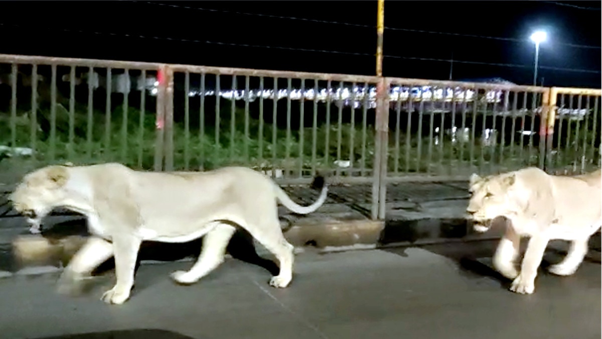 Lions came to Rajula Amreli Pipavav Highway