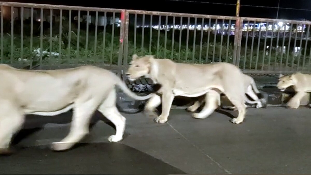 Lions came to Rajula Amreli Pipavav Highway