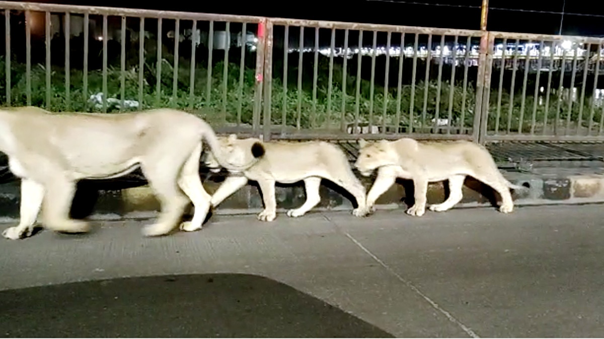Lions came to Rajula Amreli Pipavav Highway