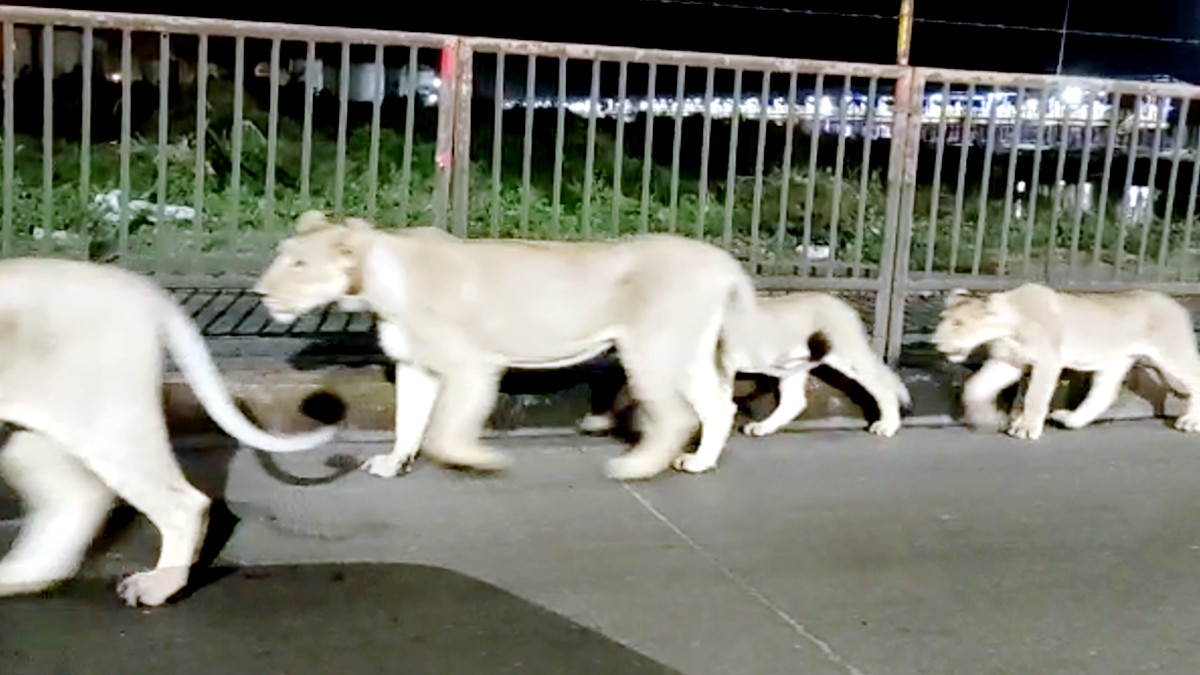 Lions came to Rajula Amreli Pipavav Highway