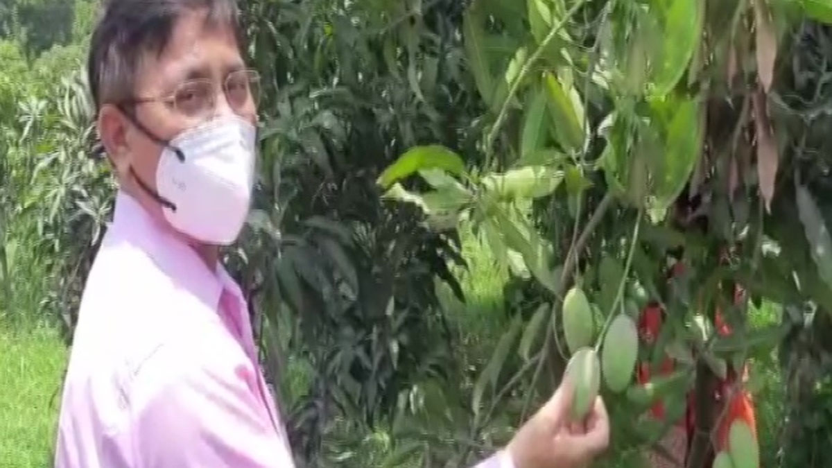 Grow 121 varieties of mangoes in single tree through grafting