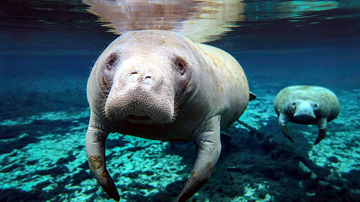 Manatees dying in Florida
