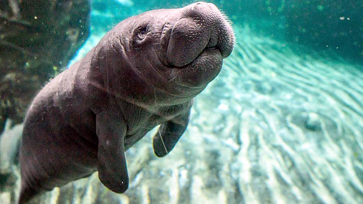 Manatees dying in Florida