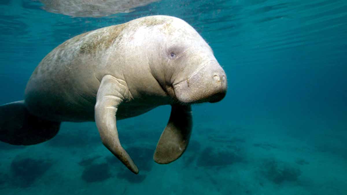 Manatees dying in Florida