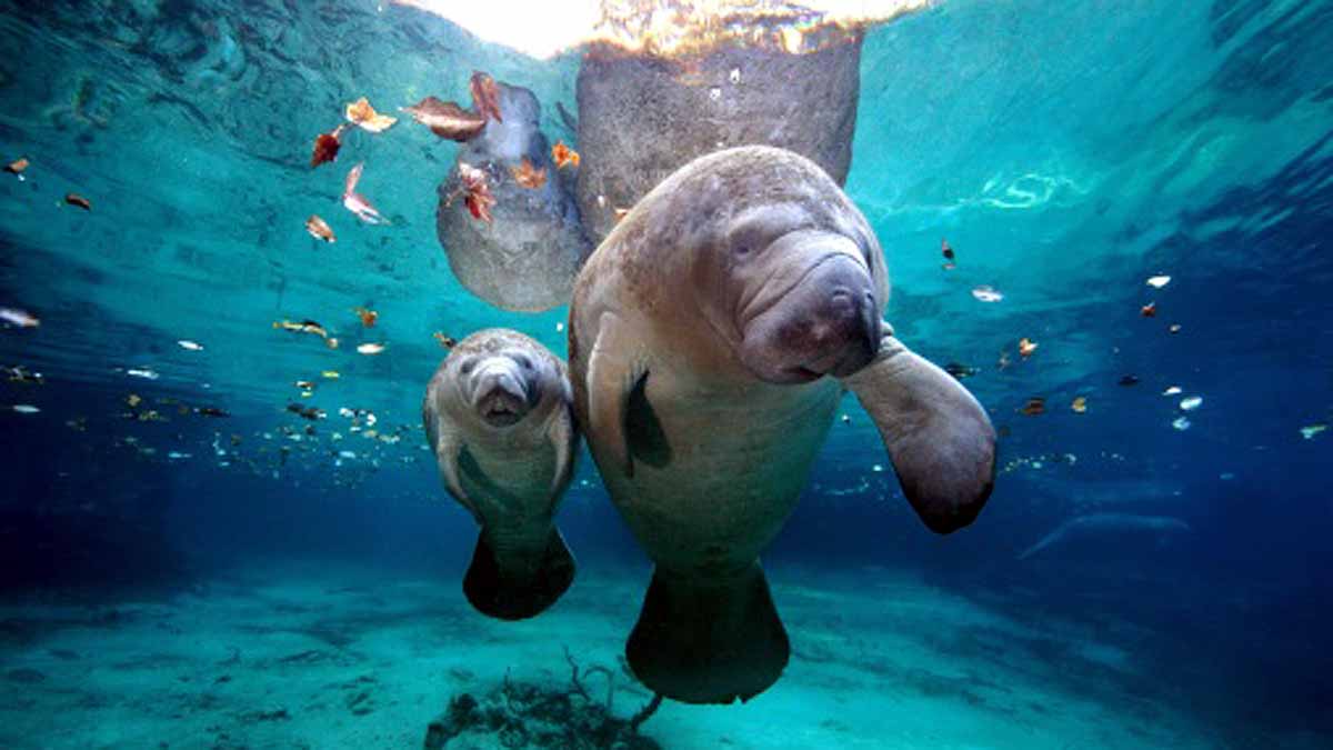 Manatees dying in Florida