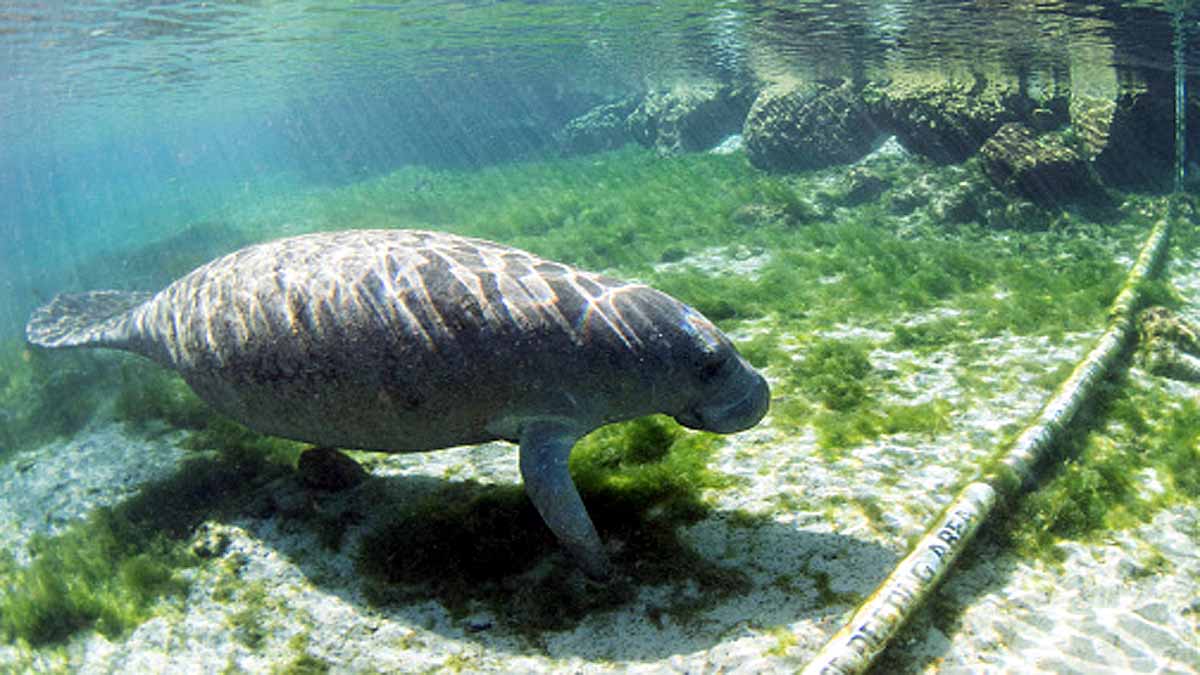 Manatees dying in Florida