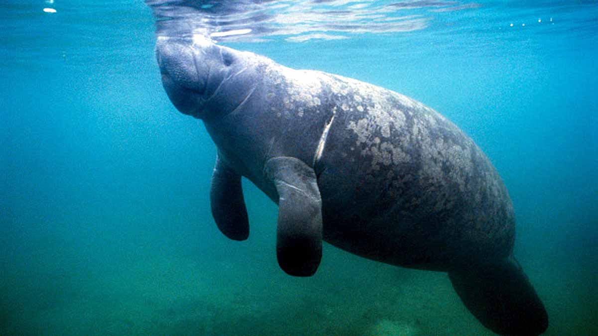 Manatees dying in Florida