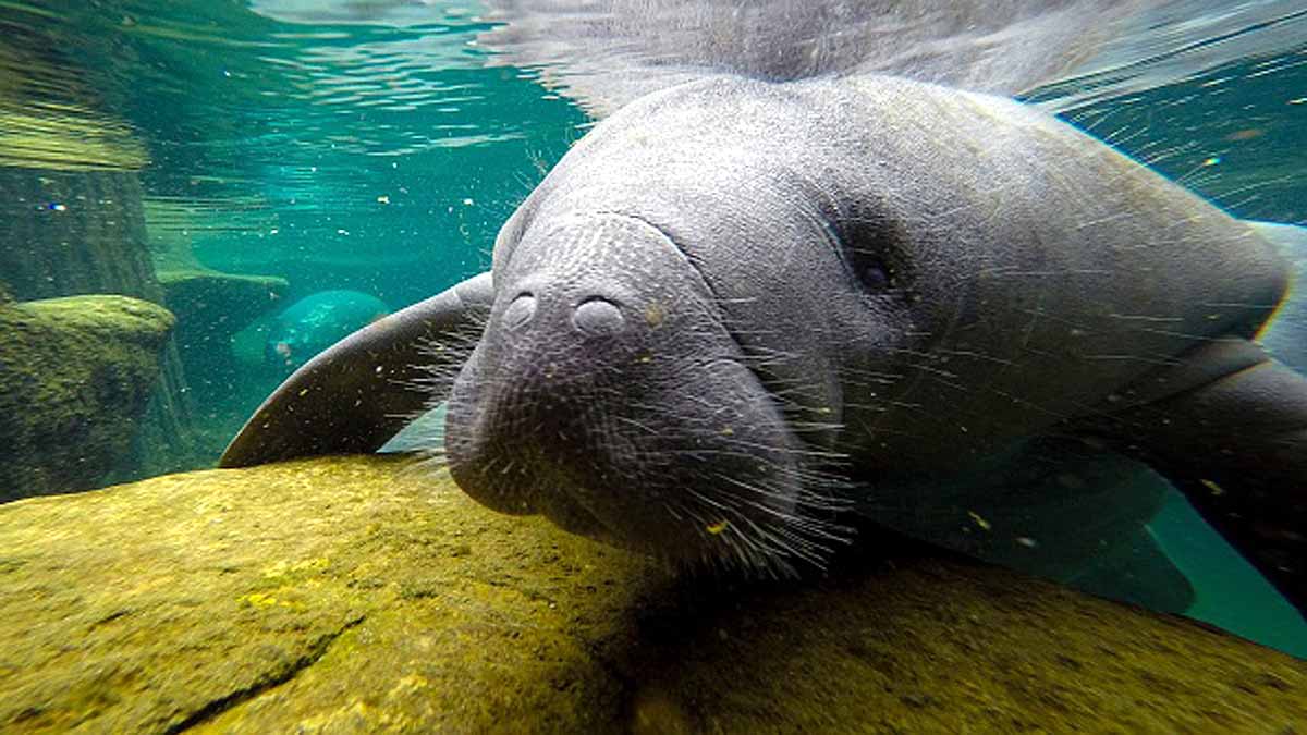 Manatees dying in Florida