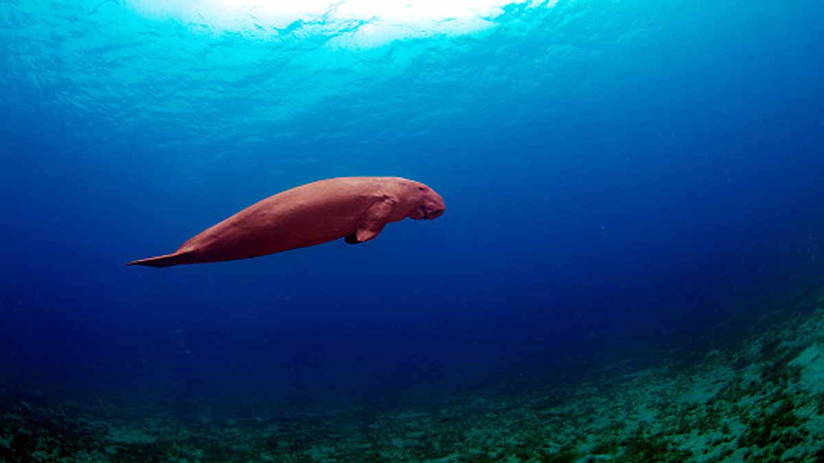 Manatees dying in Florida