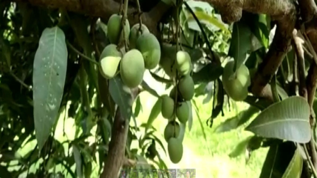Grow 121 varieties of mangoes in single tree through grafting