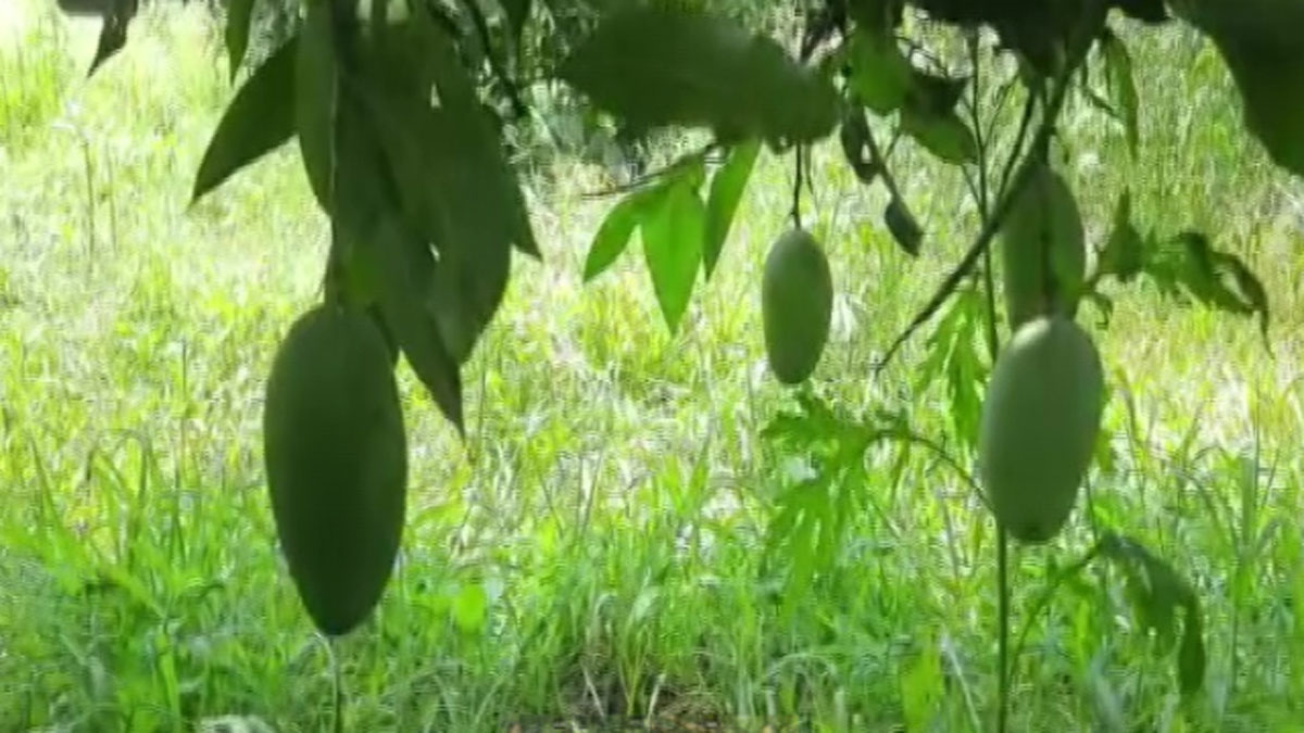 Grow 121 varieties of mangoes in single tree through grafting