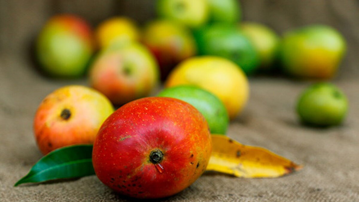 आम की पहचान