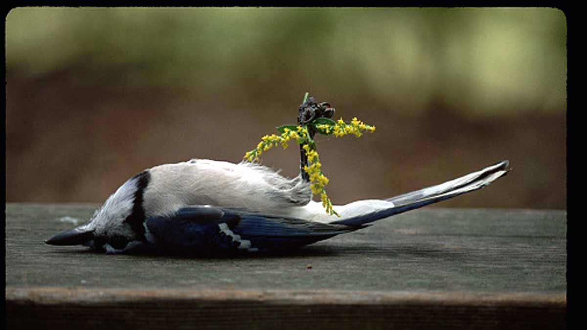 Mass Bird Die Off