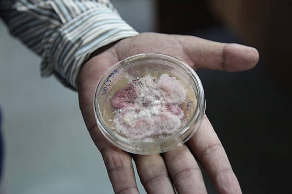 कोविड-19 से जंग में वैज्ञानिकों के नए हथियार