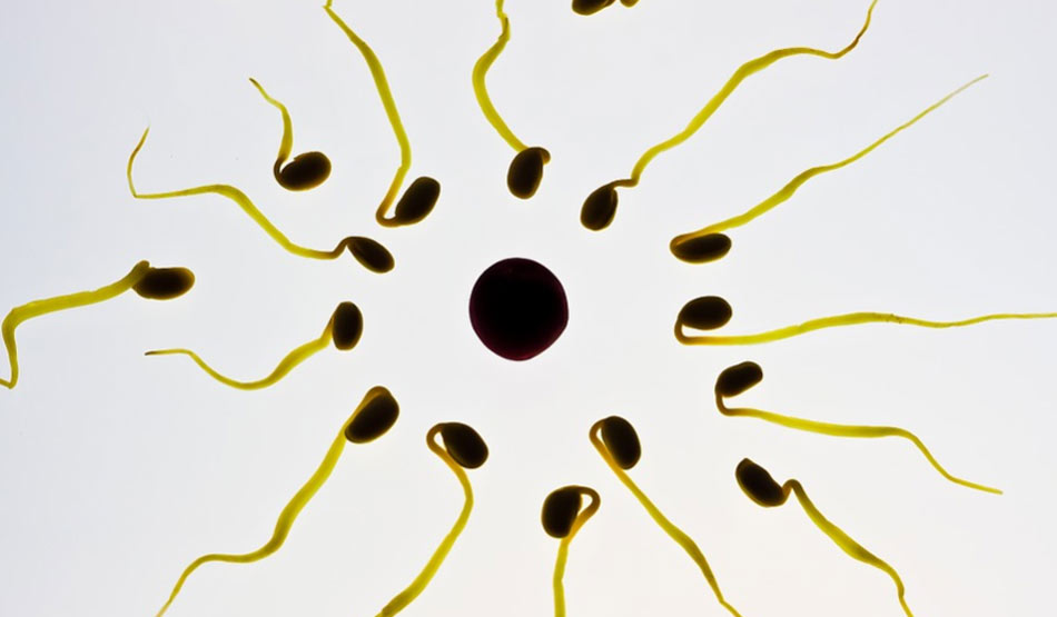 गर्भधारण9