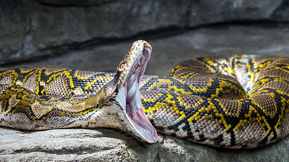 Python toilet bite genitals