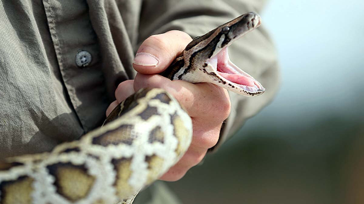 Python toilet bite genitals