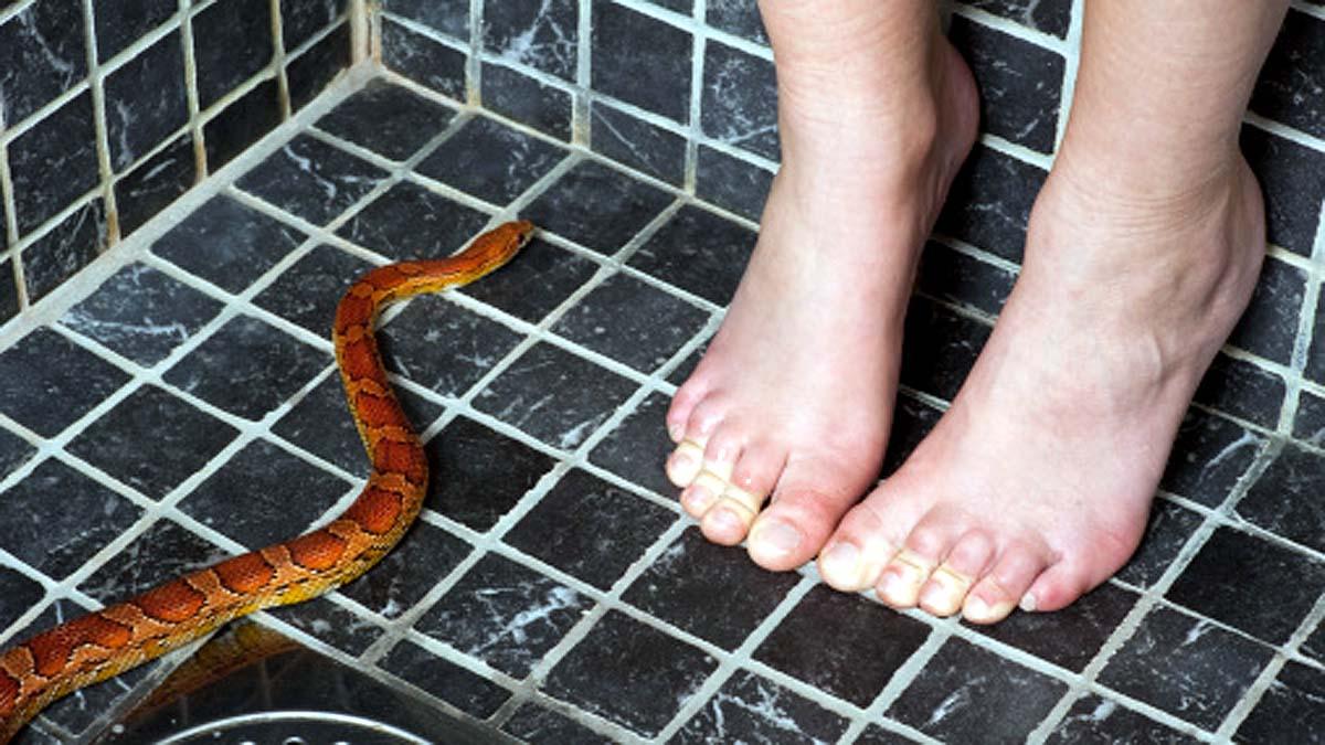 Python toilet bite genitals
