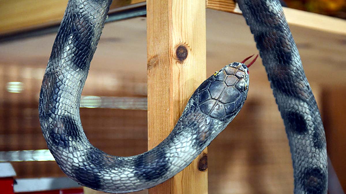 Python toilet bite genitals