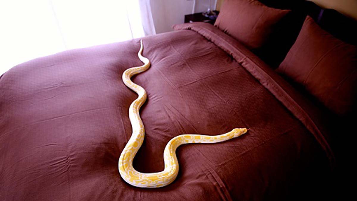 Python toilet bite genitals