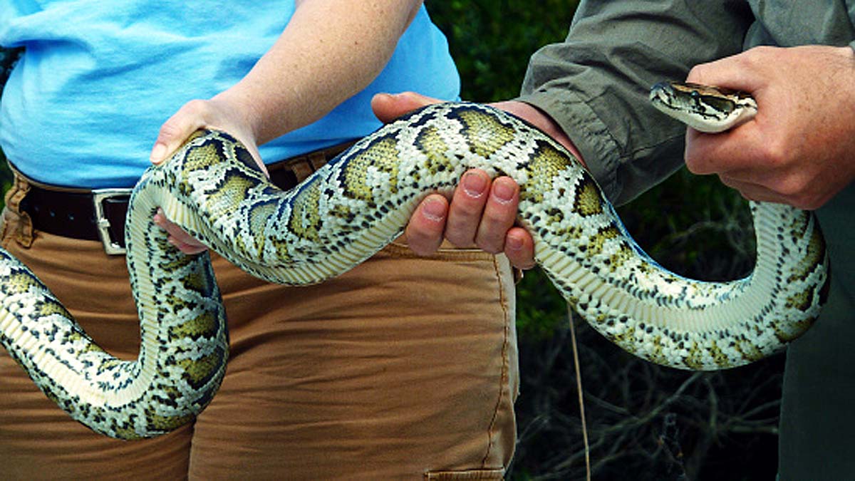 Python toilet bite genitals