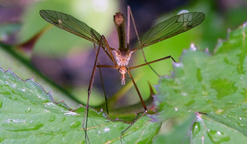 मलेरिया और डेंगू4