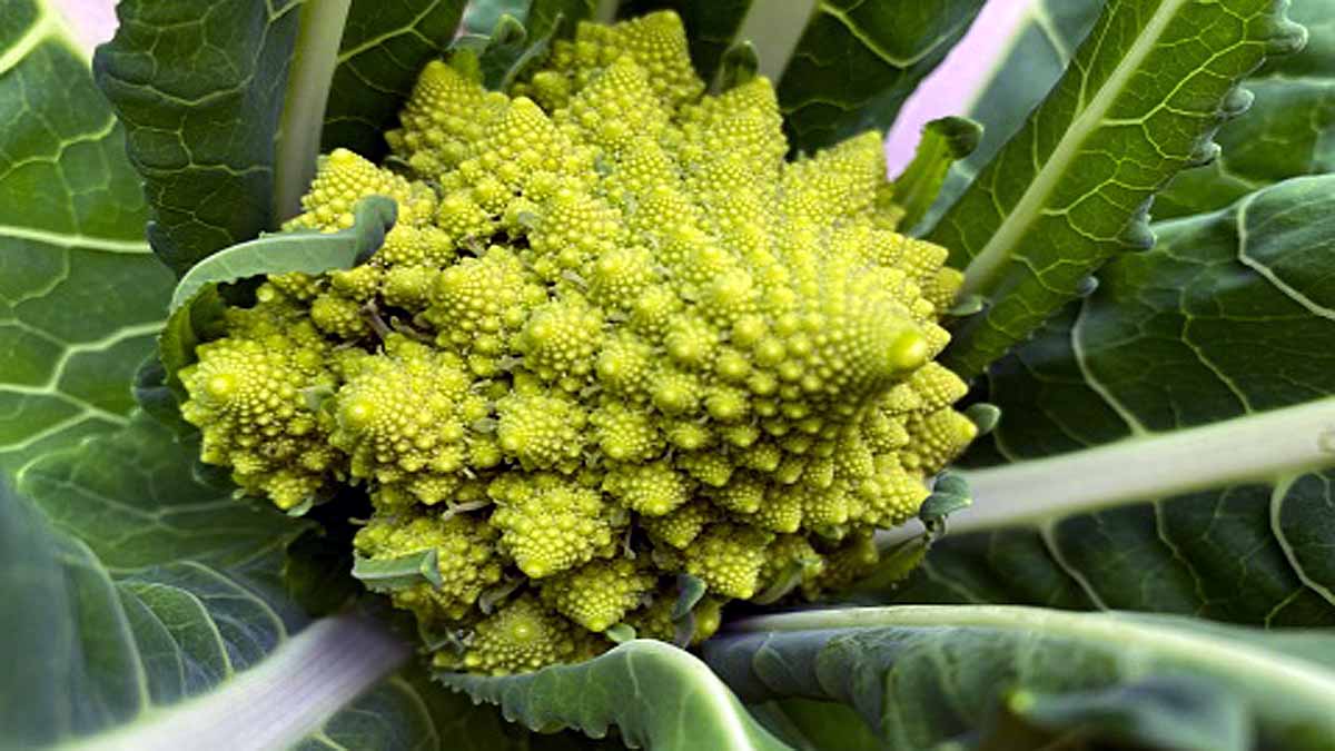 Weird Romanesco cauliflowers
