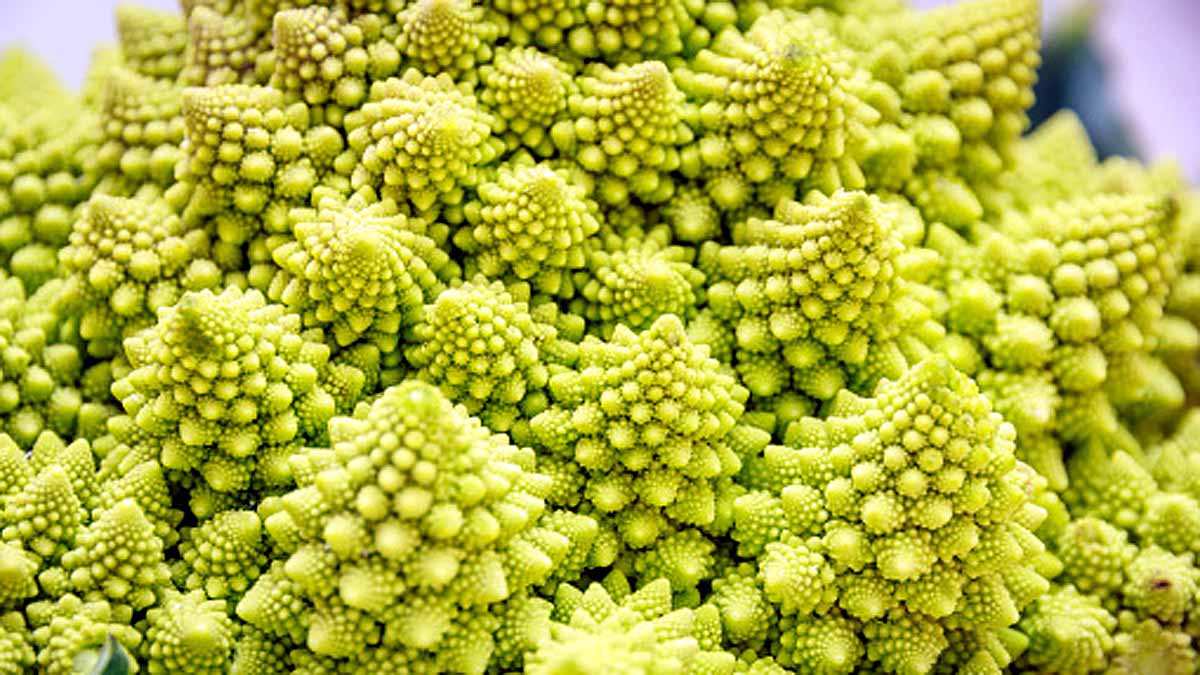 Weird Romanesco cauliflowers