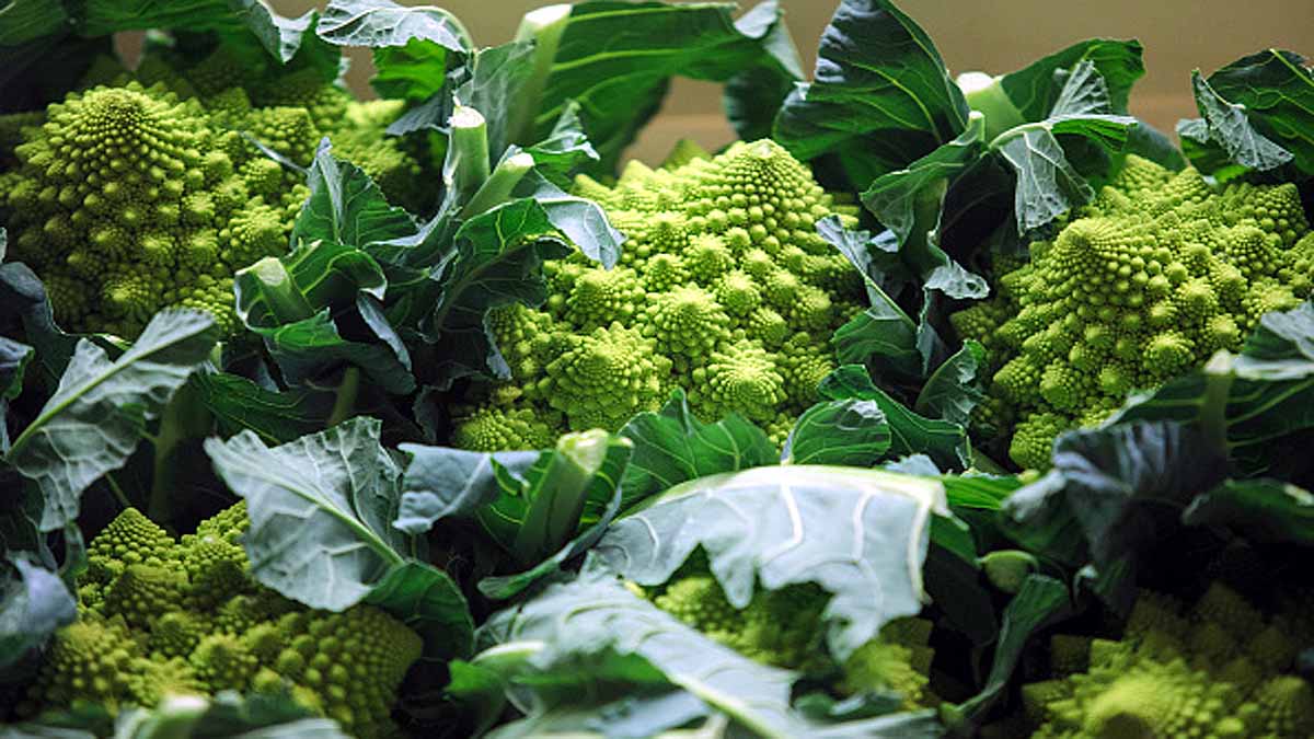 Weird Romanesco cauliflowers