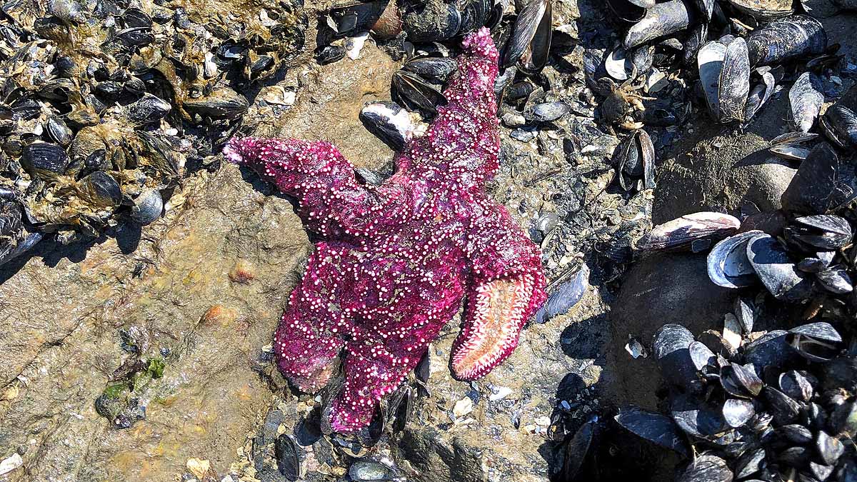 Heatwave Sea Creatures Died