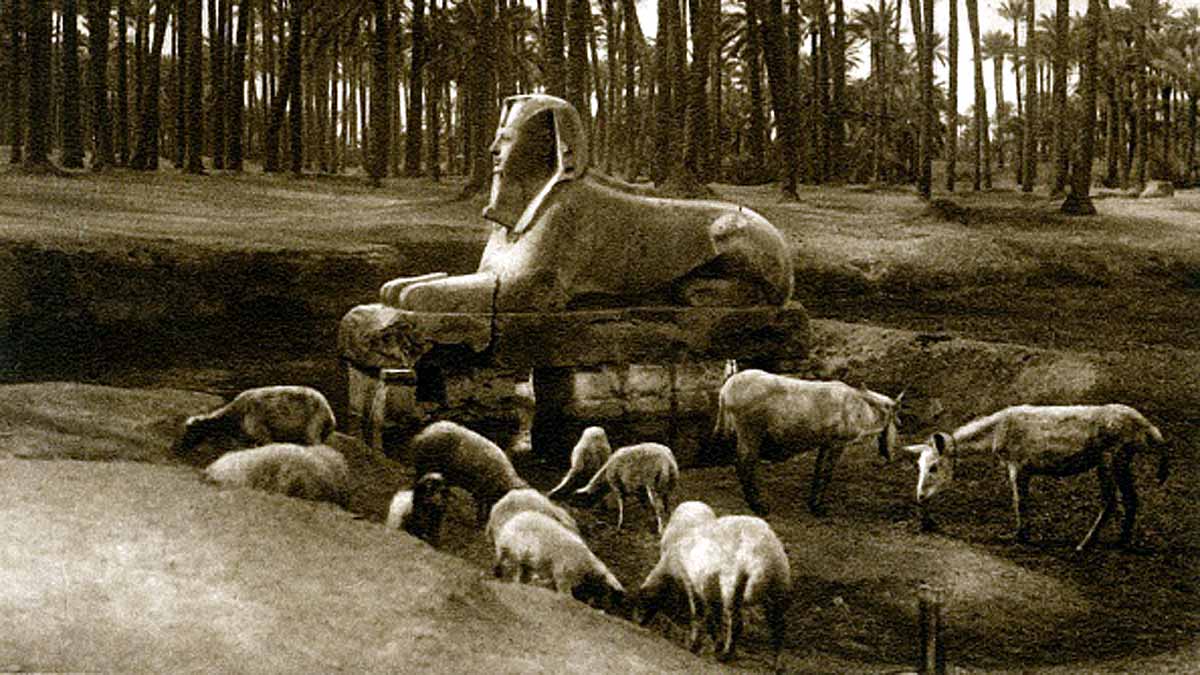 Pristine DNA Sheep Mummy 