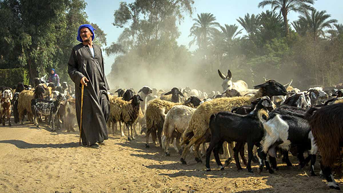 Pristine DNA Sheep Mummy 