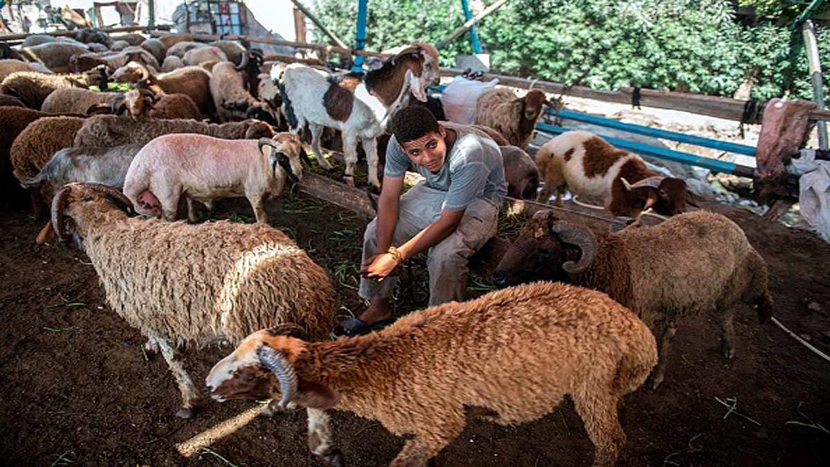 Pristine DNA Sheep Mummy 