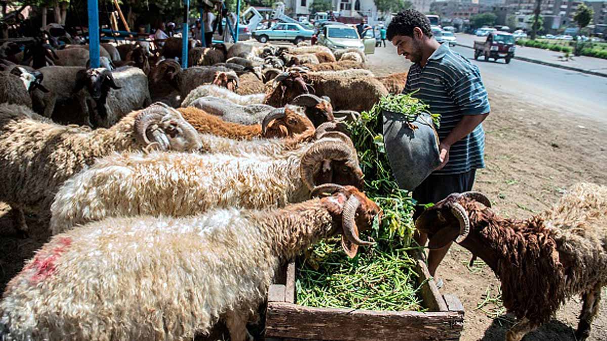 Pristine DNA Sheep Mummy 
