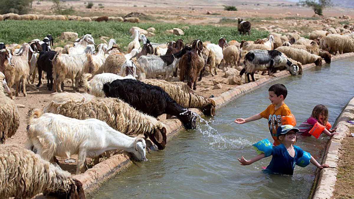 Pristine DNA Sheep Mummy 
