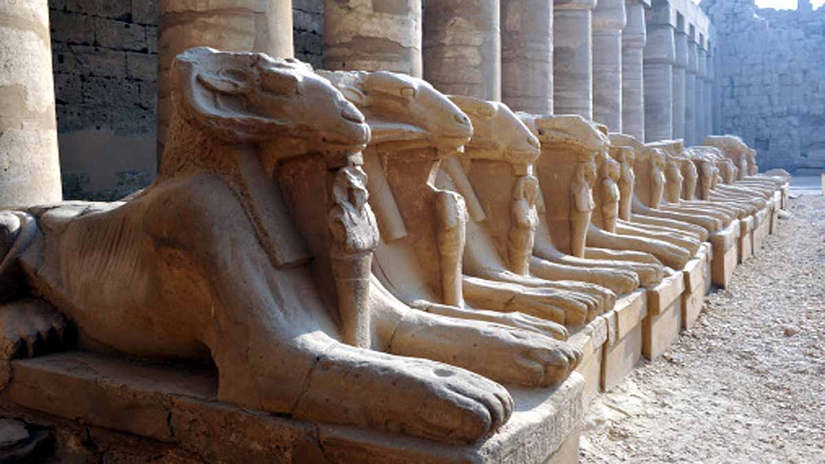 Pristine DNA Sheep Mummy 