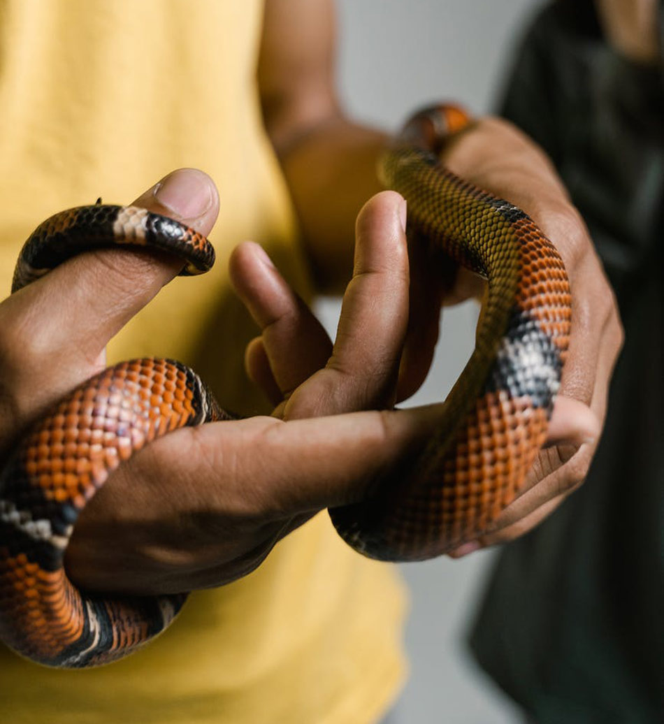 snake bite man washroom
