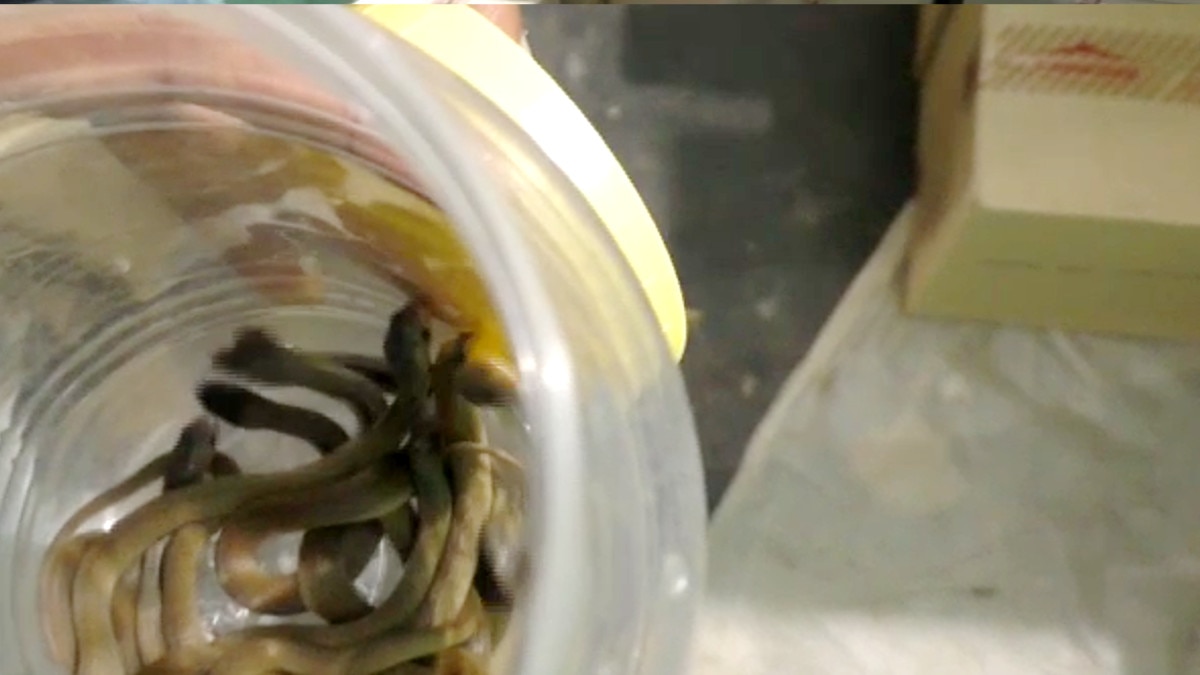 baby cobra snakes moving near the carton box