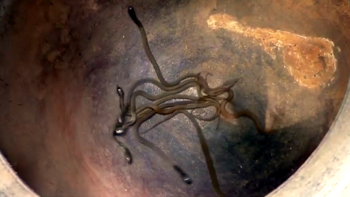 baby cobra snakes moving near the carton box