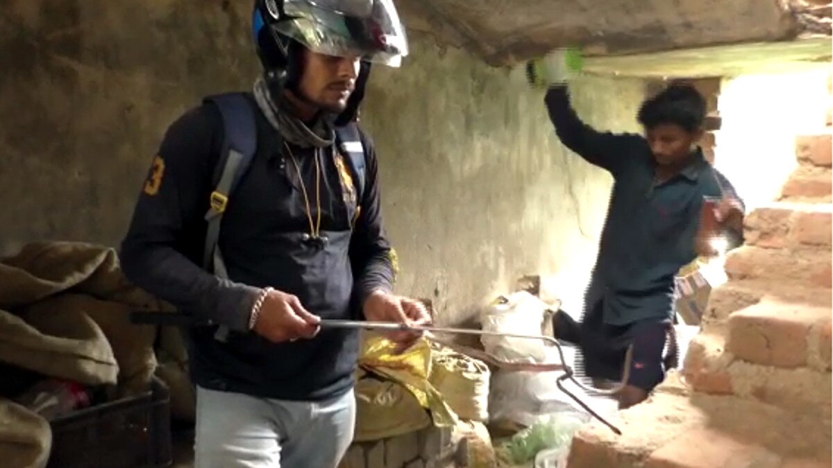 baby cobra snakes moving near the carton box
