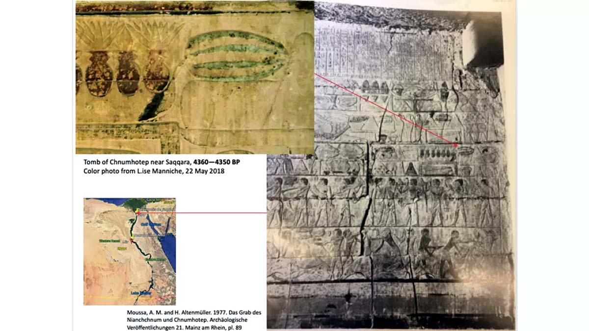 Origin of Watermelons