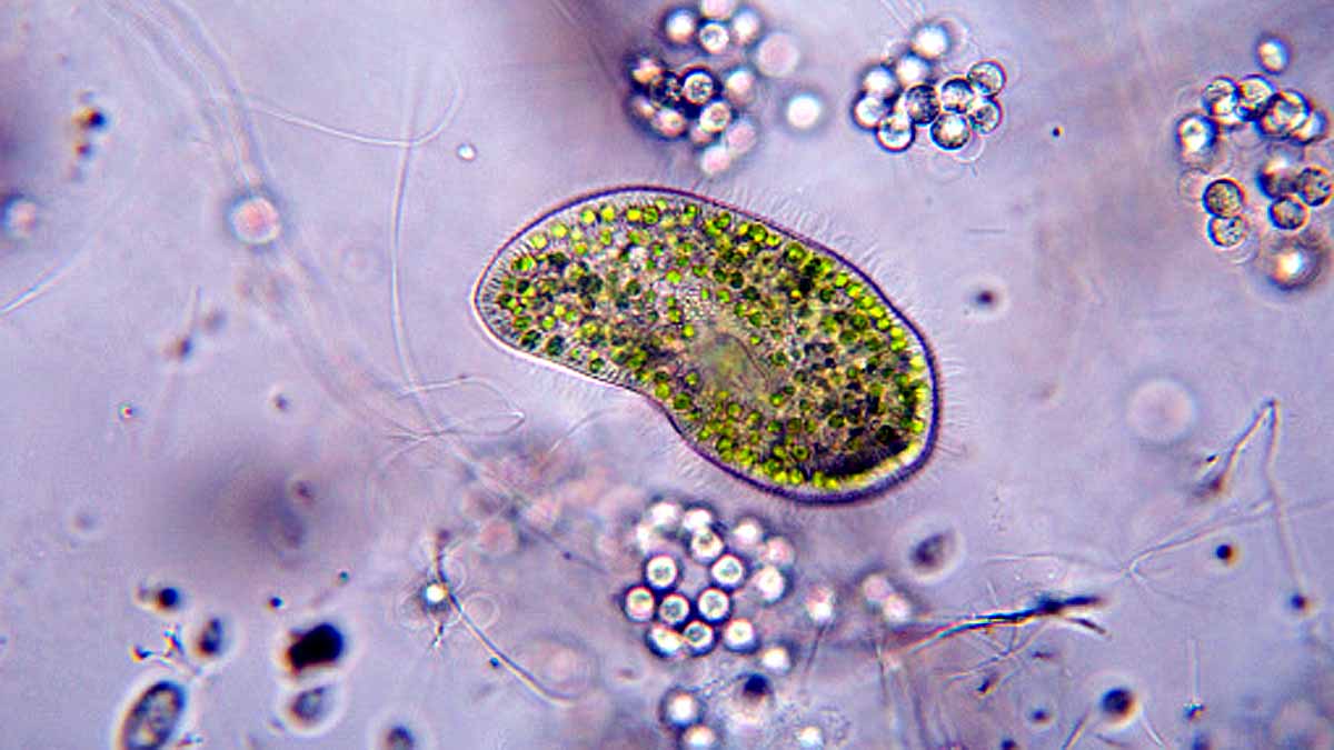 Algae Three Distinct Sexes