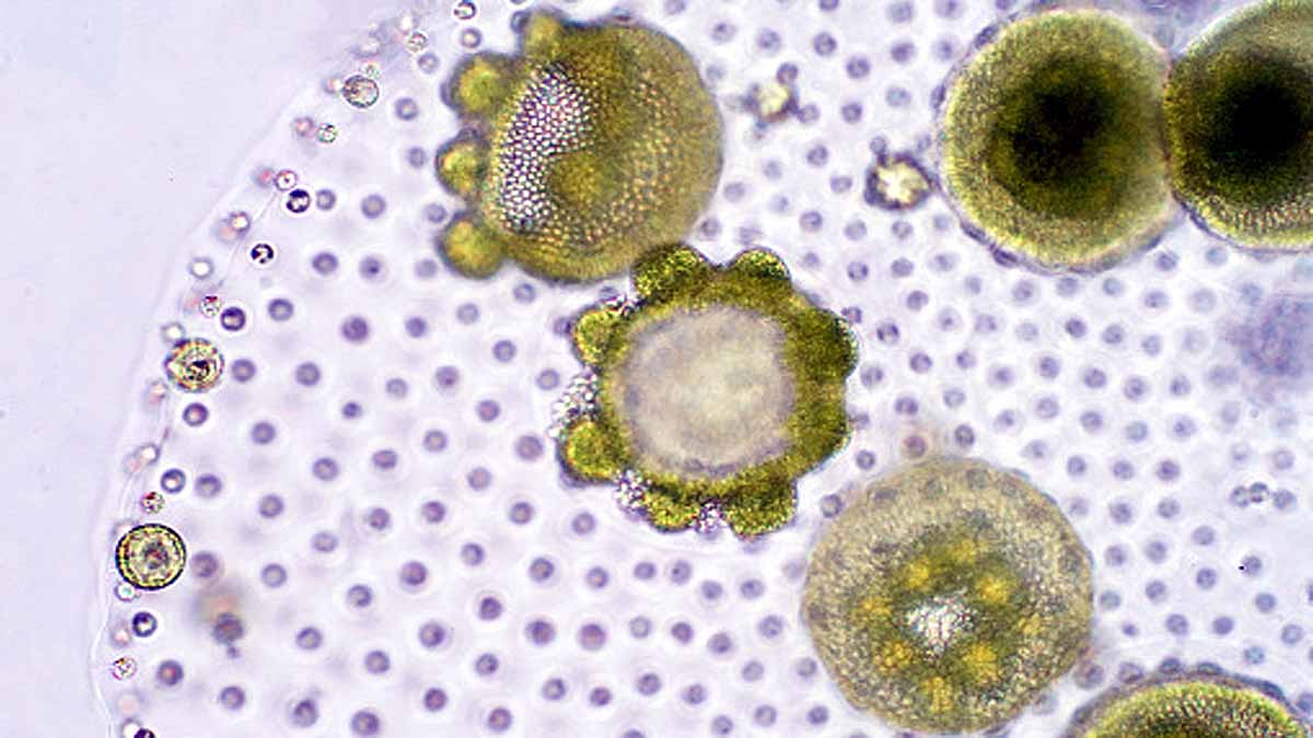 Algae Three Distinct Sexes