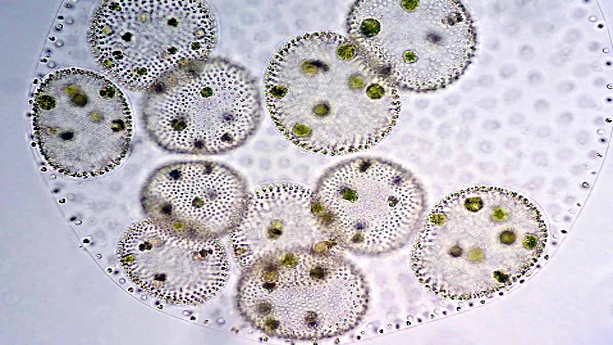 Algae Three Distinct Sexes