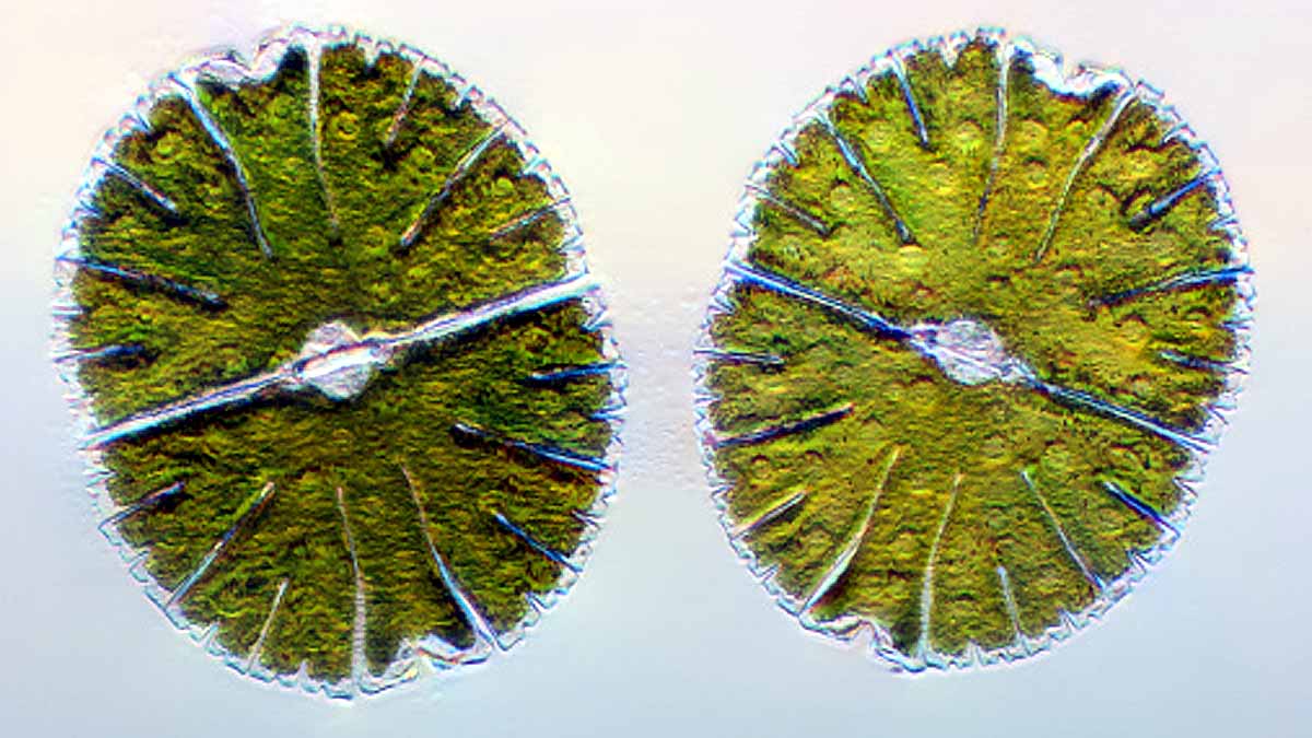 Algae Three Distinct Sexes