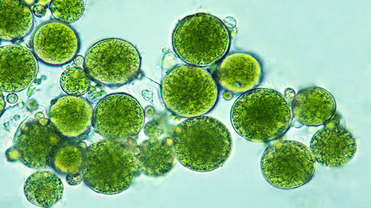 Algae Three Distinct Sexes