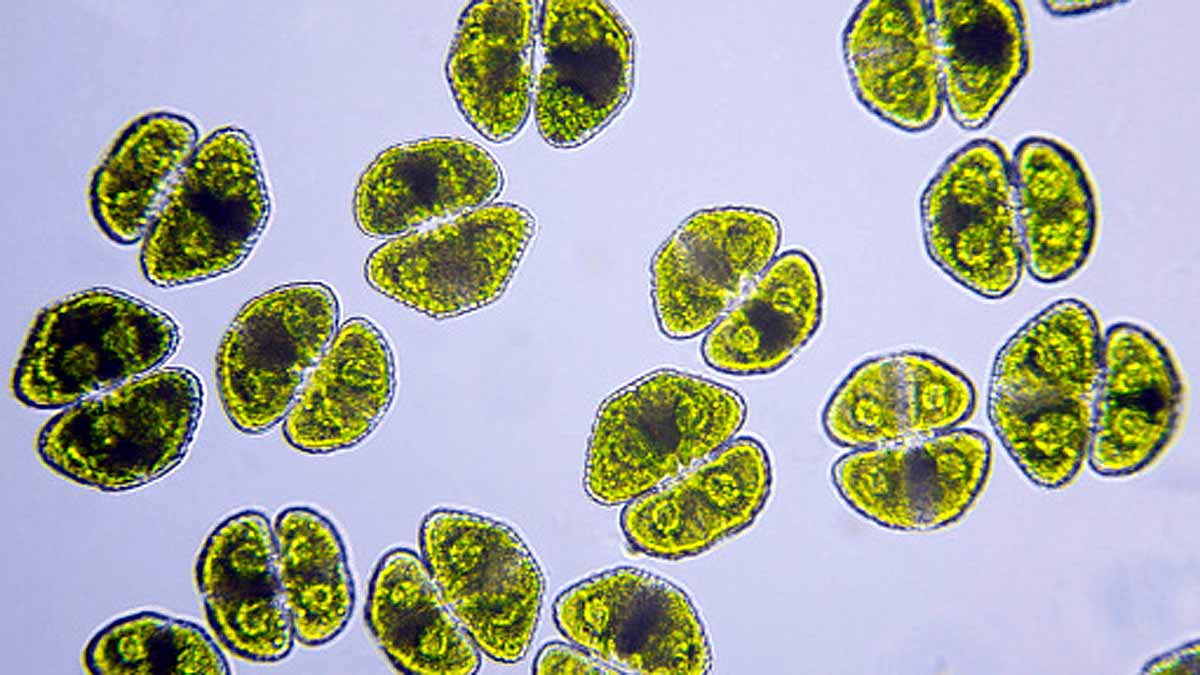 Algae Three Distinct Sexes
